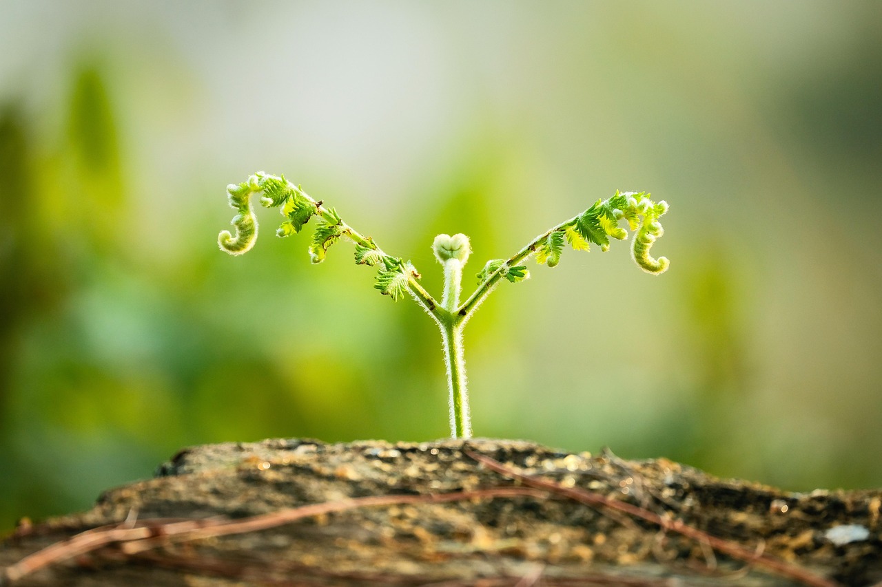 La révélation des fils de Dieu 